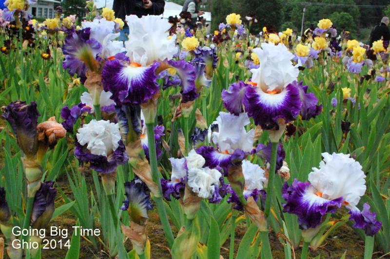 Photo of the bloom of Tall Bearded Iris (Iris 'Going Big Time') posted