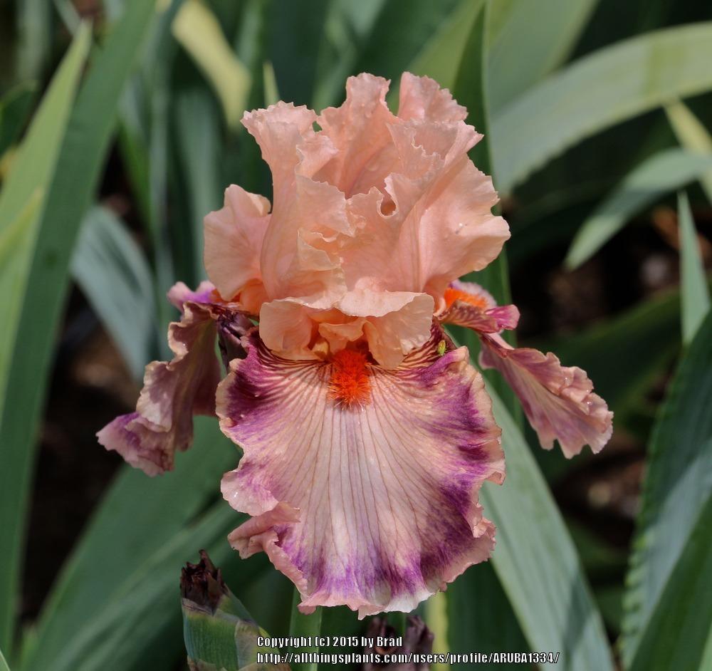 Tall Bearded Iris (Iris 'Flamboyant Peach') in the Irises Database