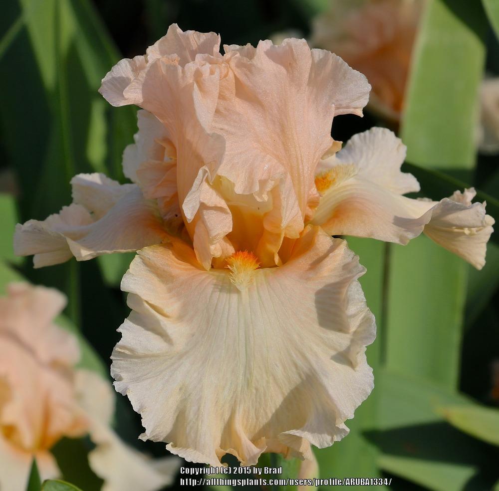 Photo of the bloom of Tall Bearded Iris (Iris 'Peach Pearl') posted by