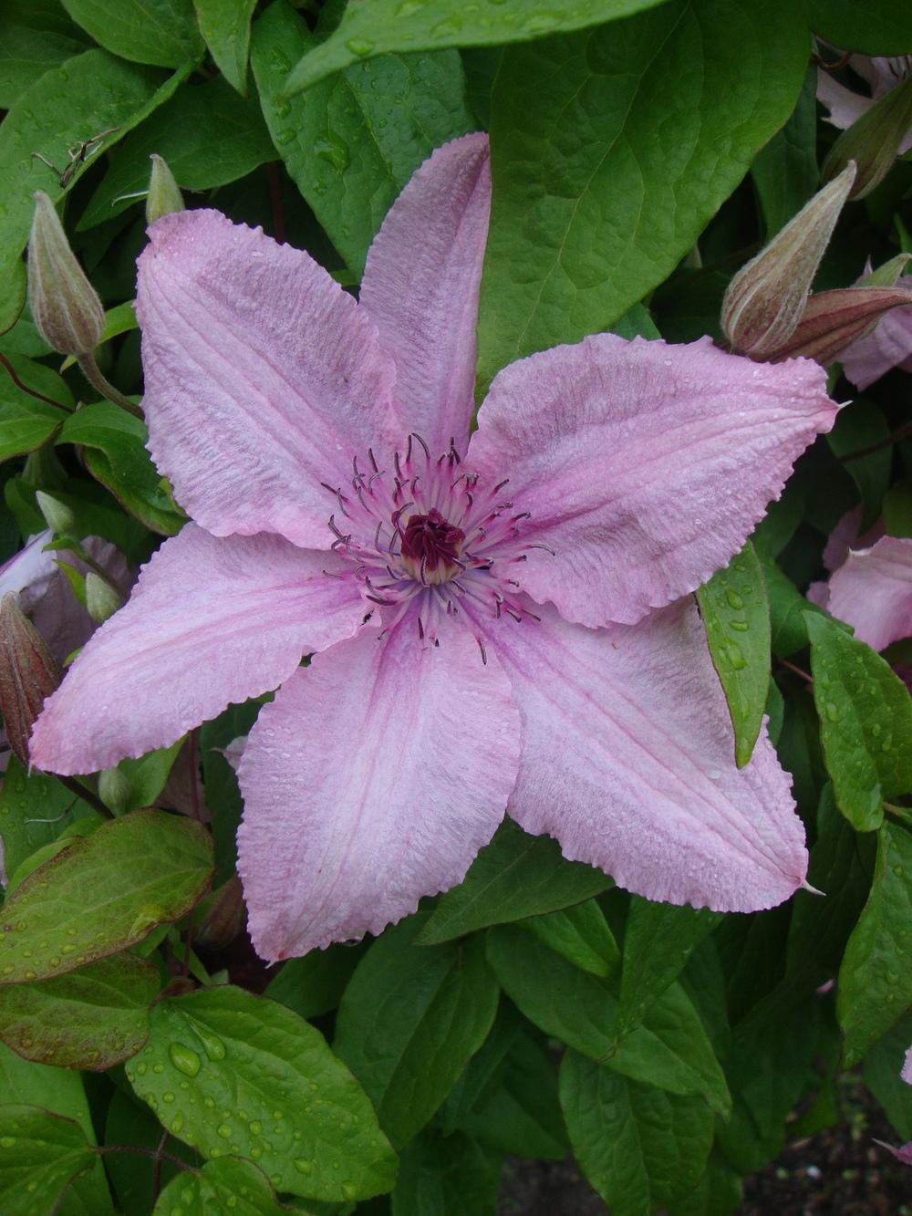 Photo of the bloom of Clematis Pink Chiffon™ posted by Paul2032