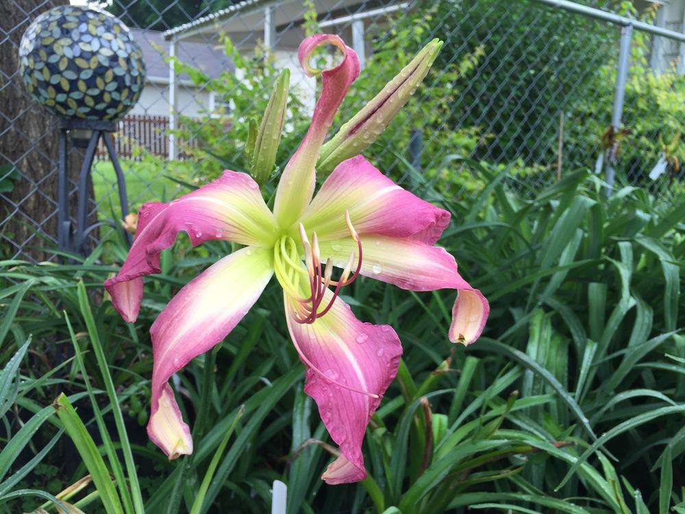 Daylily (Hemerocallis 'Two and a Half Cats') in the Daylilies Database