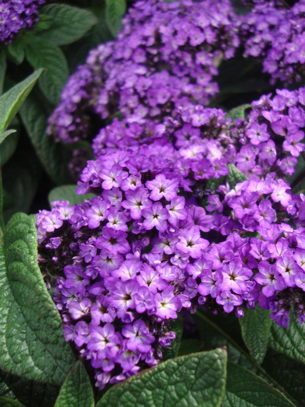 Photo of the bloom of Heliotrope (Heliotropium arborescens 'Princess