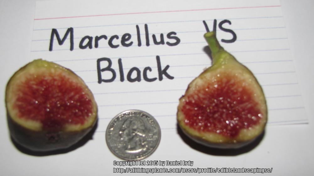 Photo of the fruit of Common Fig (Ficus carica 'Marseilles VS Black