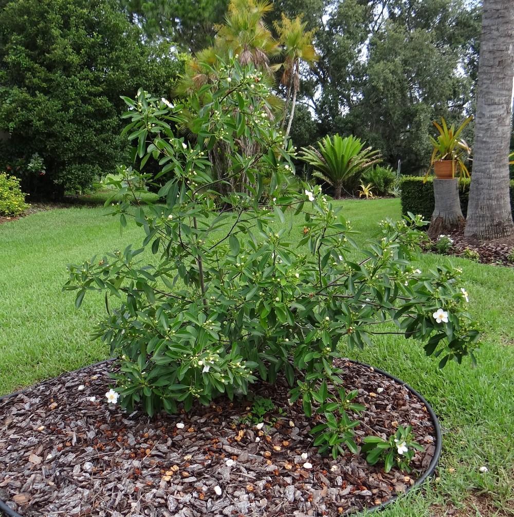 Photo of the entire plant of Loblolly Bay (Gordonia lasianthus) posted ...