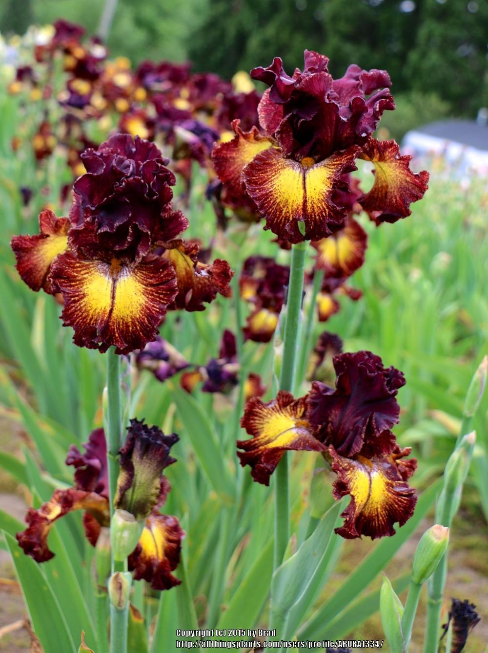 Photo of the bloom of Tall Bearded Iris (Iris 'Fire Danger') posted by