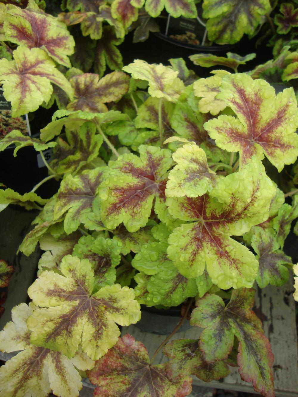 Foamy Bells Plant Care and Collection of Varieties