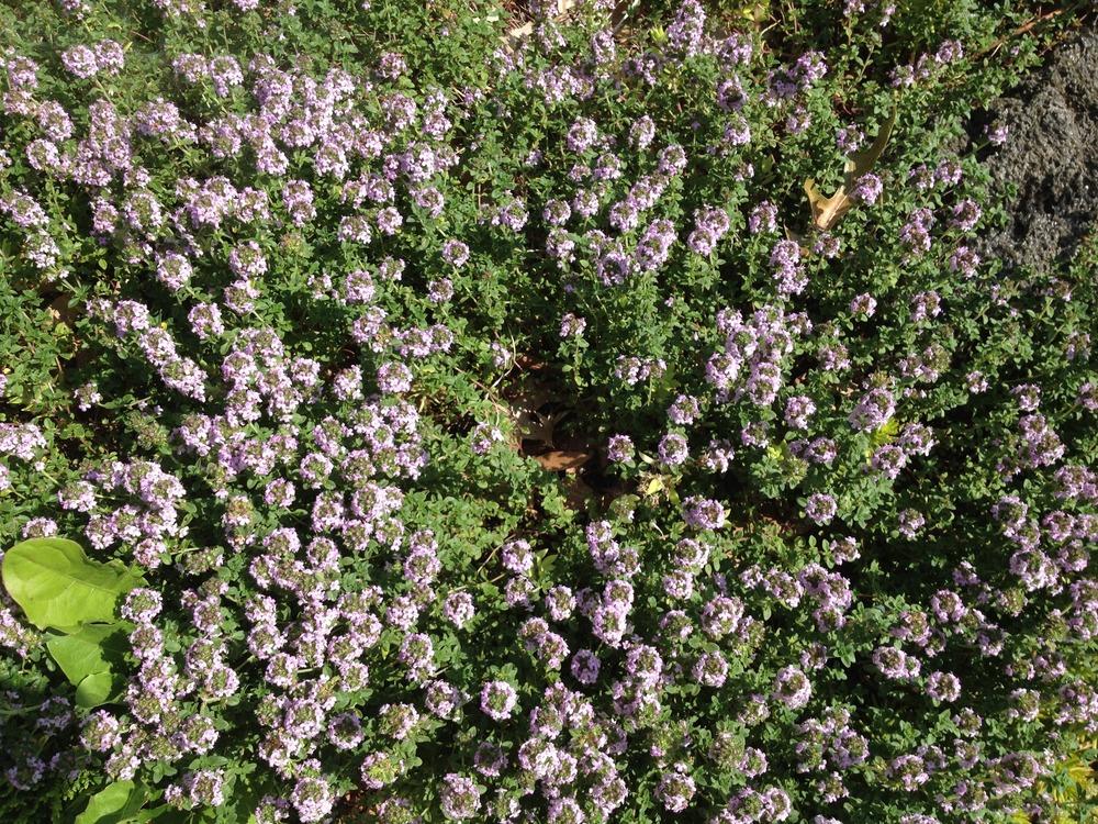 Photo of the bloom of Creeping Thyme (Thymus 'Doone Valley') posted by