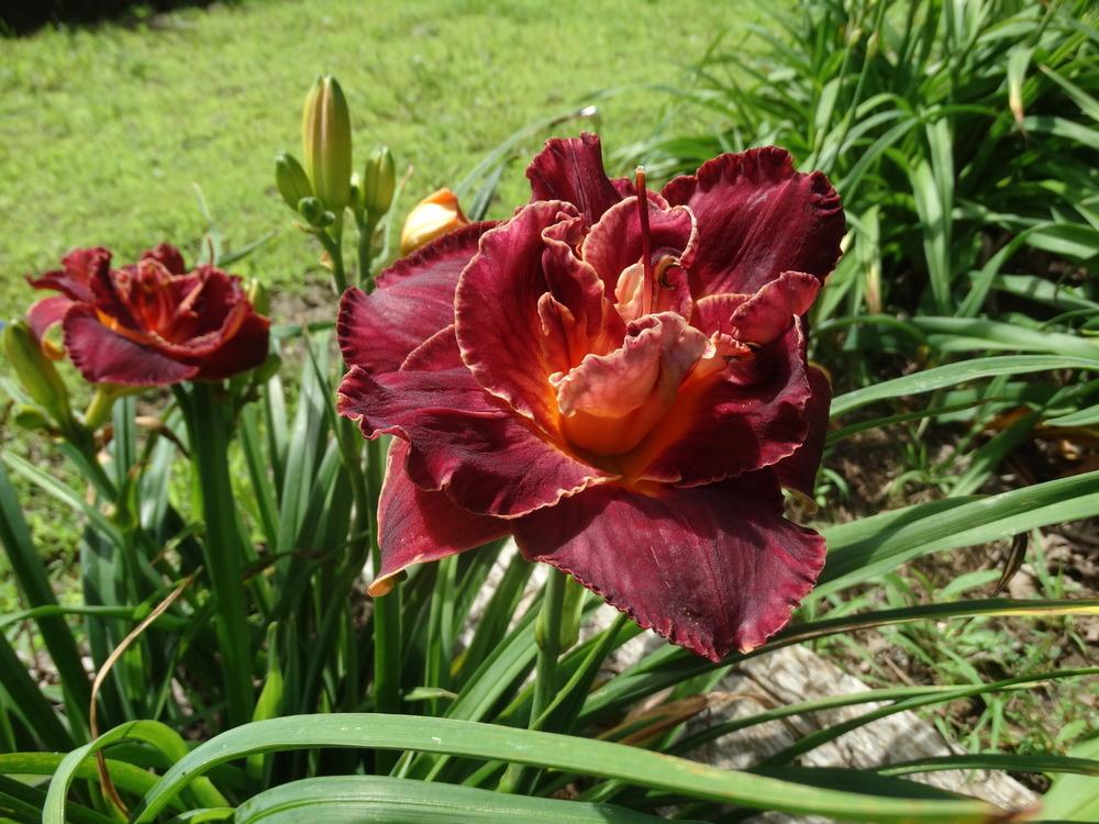 Photo of the bloom of Daylily (Hemerocallis ‘Burgundy Love’) posted by