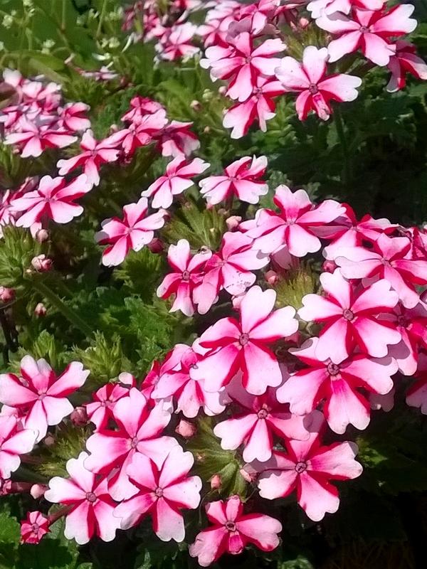 Verbena (Verbena x hybrida Lanai® Candy Cane)