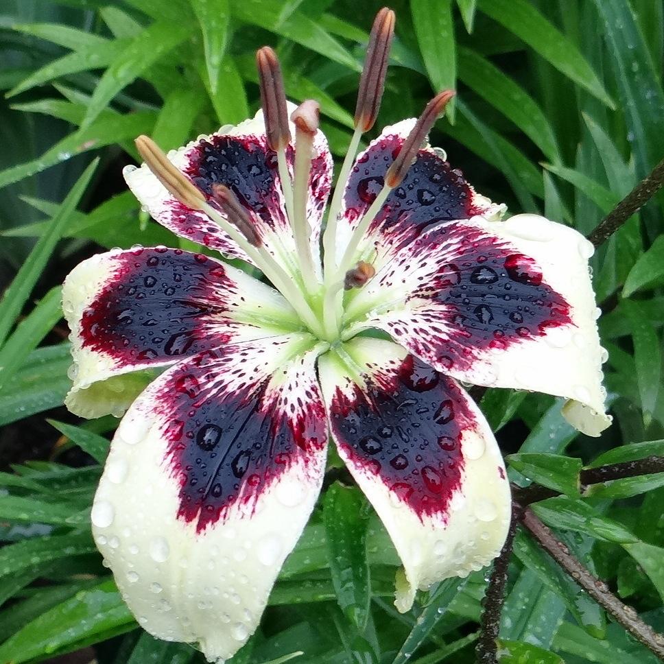Photo of the bloom of Lily (Lilium ‘Patricia’s Pride’) posted by