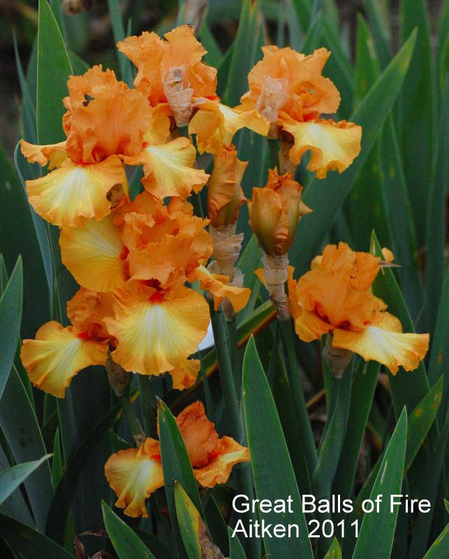 Photo of the bloom of Tall Bearded Iris (Iris 'Great Balls of Fire