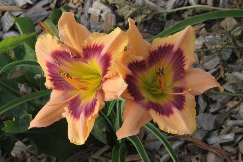 Daylily (Hemerocallis 'Paper Butterfly') in the Daylilies Database