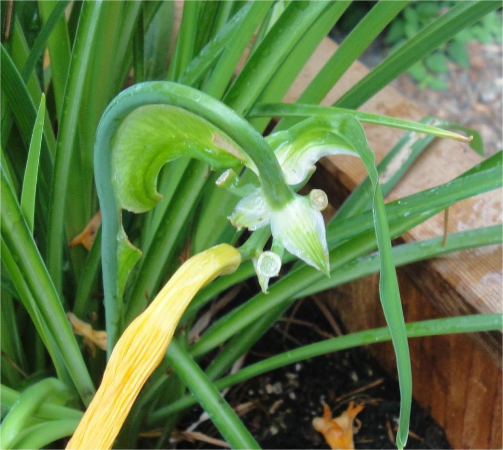 Daylily buds looked like they're nipped off, hungry bunny again? in the
