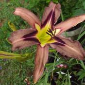 Location: all photos from my gardenDate: 2015-06-21