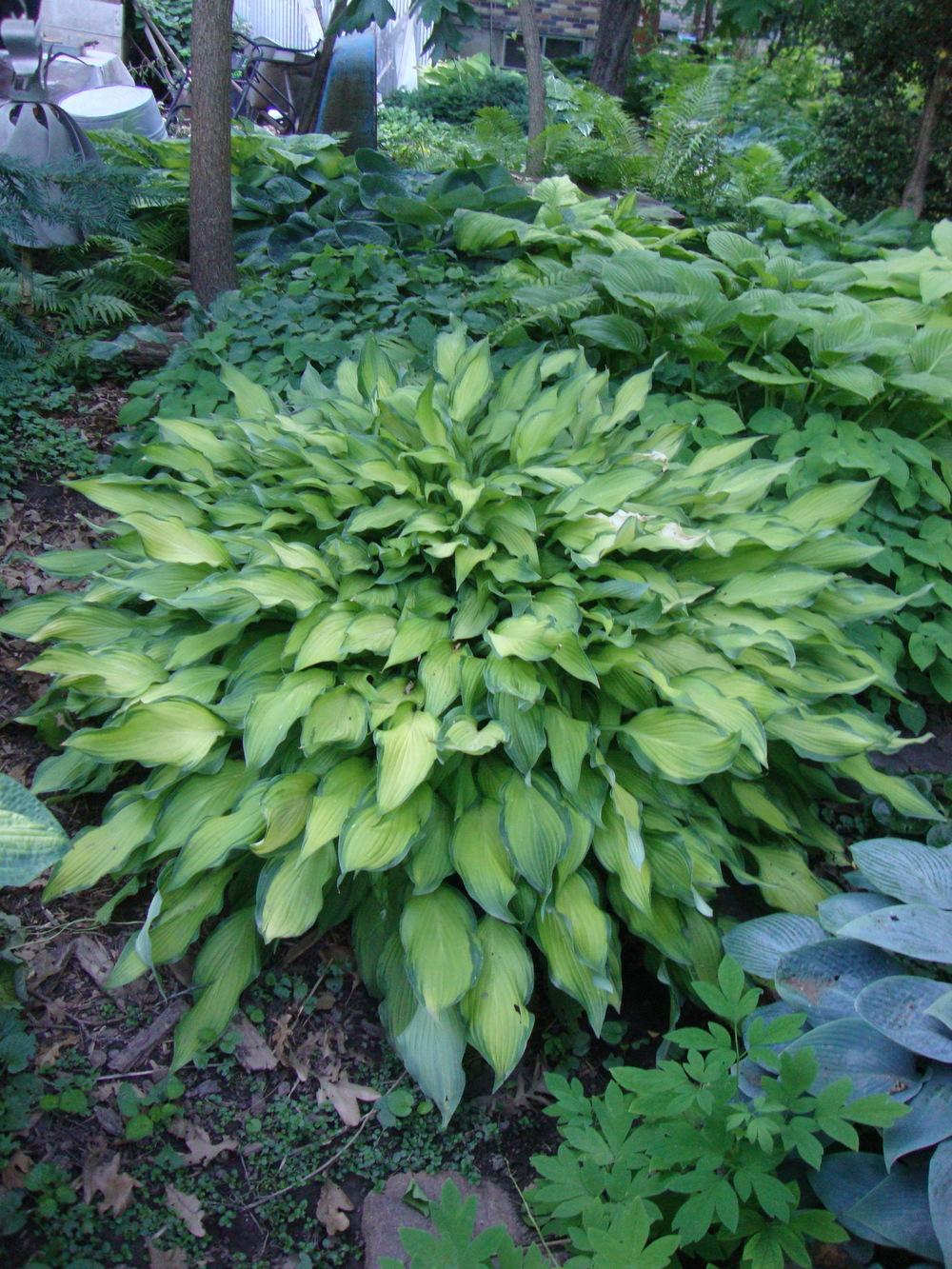 Photo of the entire plant of Hosta 'Pineapple Upsidedown Cake' posted