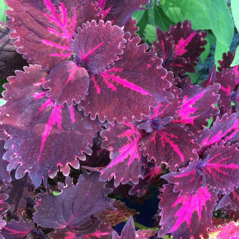 Coleus: Plant Care and Collection of Varieties - Garden.org