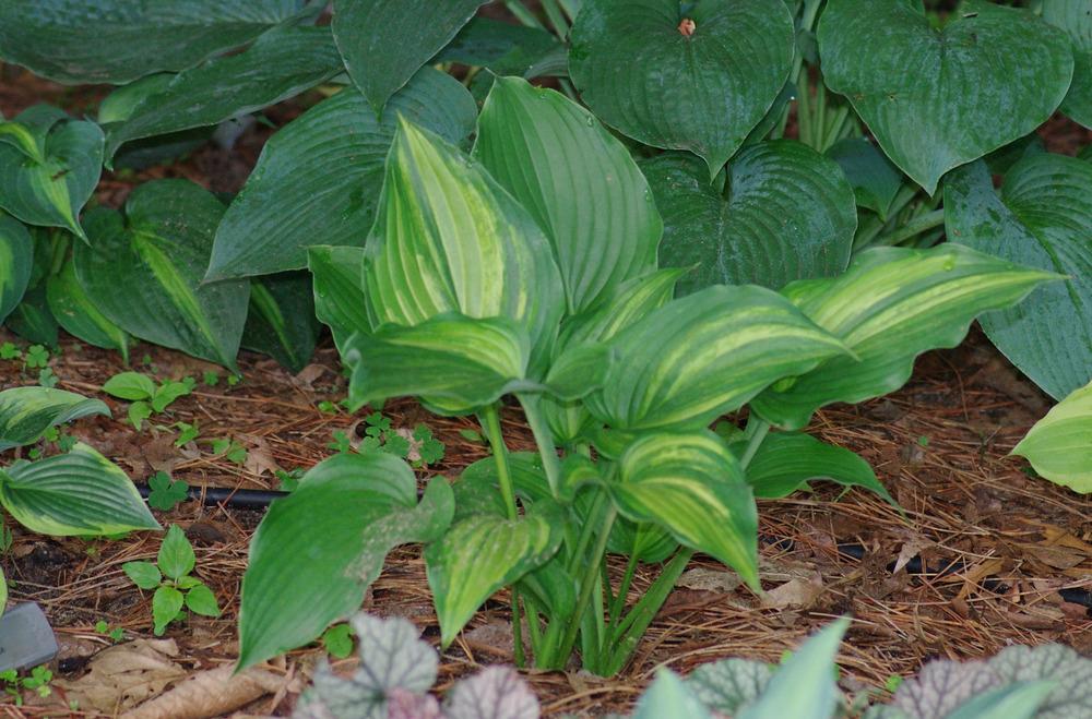Photo of the entire plant of Hosta 'Double D Cup' posted by Rose1656