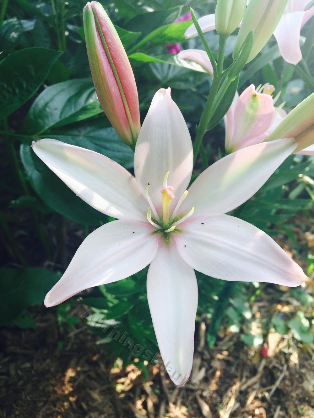 Photo of the bloom of Lily (Lilium 'Easy Waltz') posted by