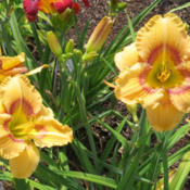 Location: My garden, North Central IdahoDate: 6-20-2015