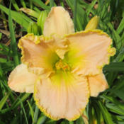 Location: My garden, North Central IdahoDate: 6-20-2015