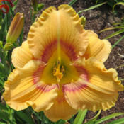 Location: My garden, North Central IdahoDate: 6-20-2015