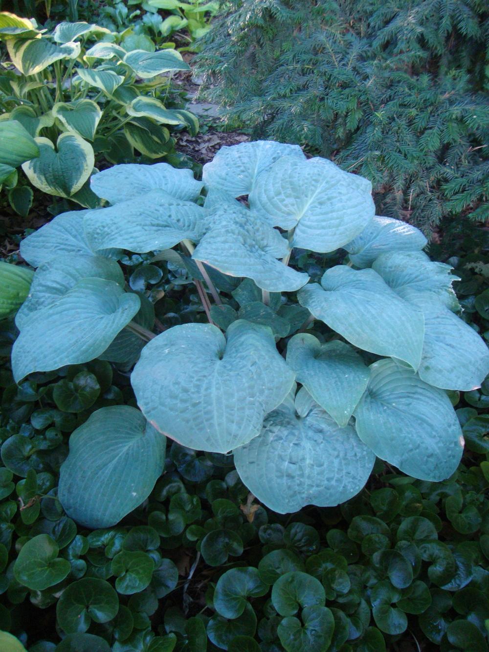 Photo of the entire plant of Hosta 'Blueberry Waffles' posted by