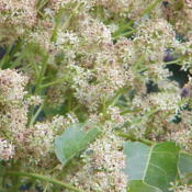 Credit Kurt St&uuml;ber, male bloom