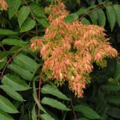 Credit Fanghong,  female bloom