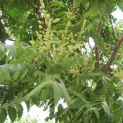 Credit Fanghong,  male bloom