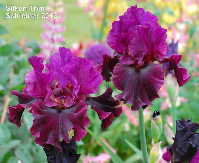 Photo of the bloom of Tall Bearded Iris (Iris 'Silken Trim') posted by