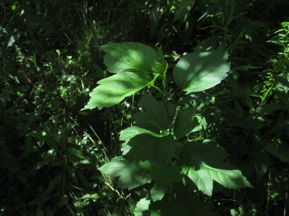 Raspberry (Rubus idaeus 'Black Hawk') in the Rubus Database