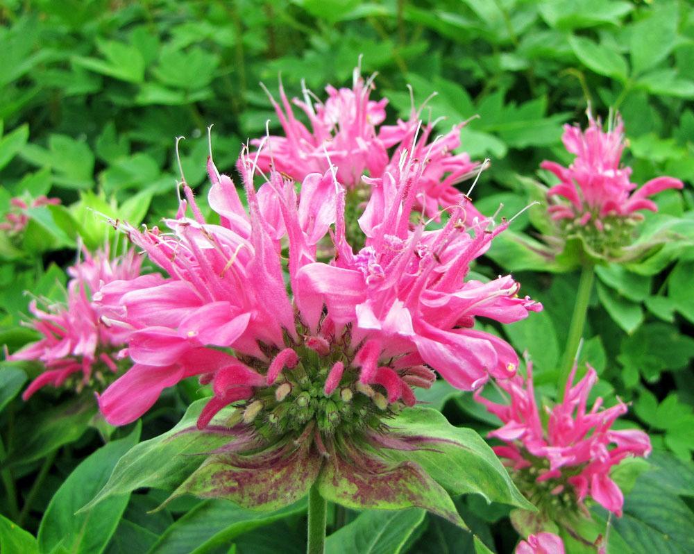 Bee Balms Plant Care and Collection of Varieties