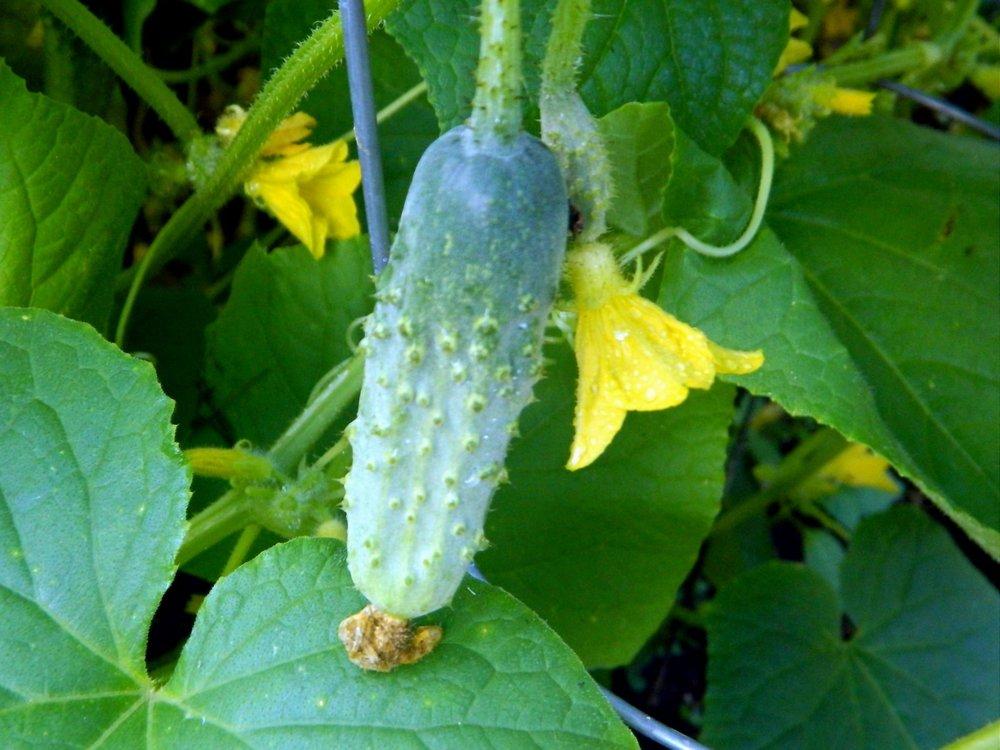 Cucumbers Plant Care and Collection of Varieties