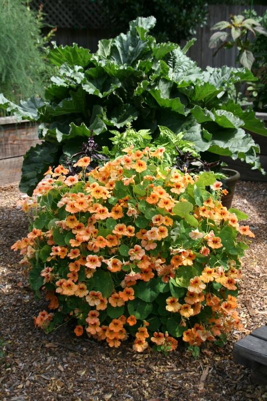 Garden Nasturtiums: Plant Care and Collection of Varieties - Garden.org