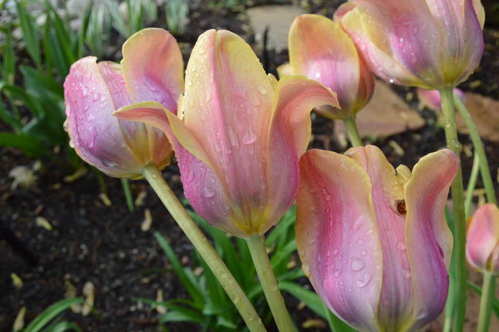 Triumph Tulip (Tulipa 'Indian Summer') in the Tulips Database