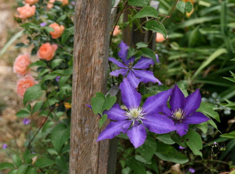 Photo of the bloom of Clematis 'Haku Ookan' posted by Calif_Sue