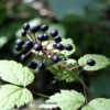 Photo Courtesy of Shikoku Garden Inc.