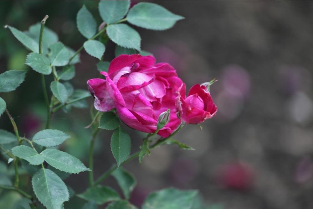 Rose (Rosa 'Bengale Sanguine') in the Roses Database