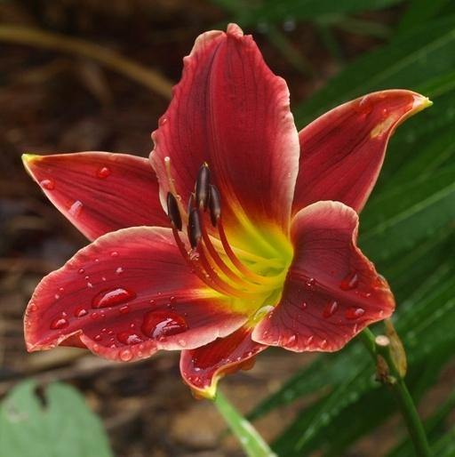 Photo of the bloom of Daylily (Hemerocallis 'Pocket Change') posted by