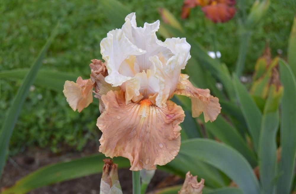 Tall Bearded Iris (Iris 'Strawberry Fool') in the Irises Database
