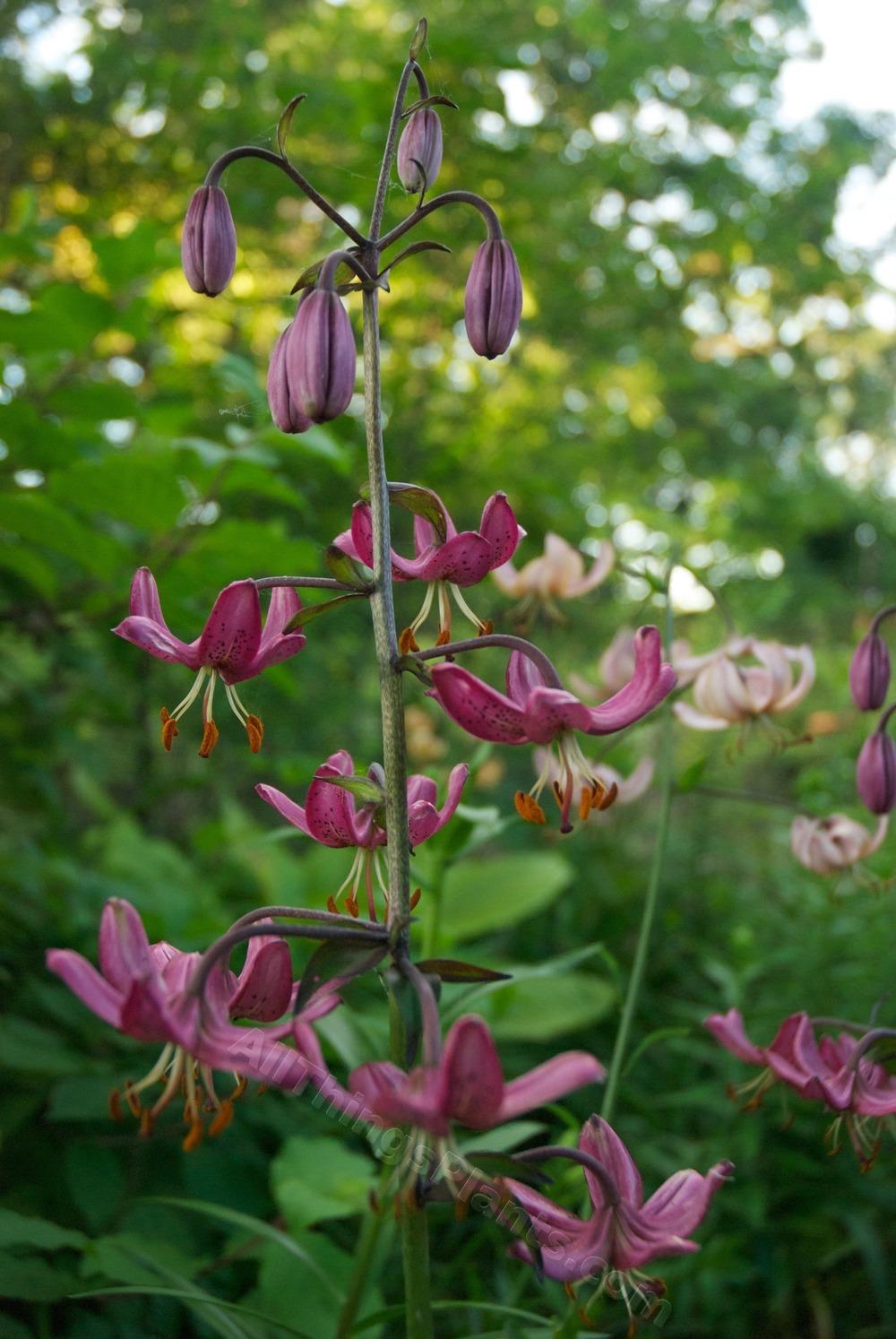 Marvelous Martagons Lilies for the Landscape