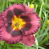 Location: My Garden in Janesville, WIDate: 2015-06-30