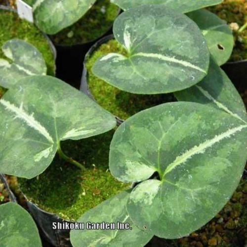 Wild Ginger (Asarum asperum) in the Wild Gingers Database