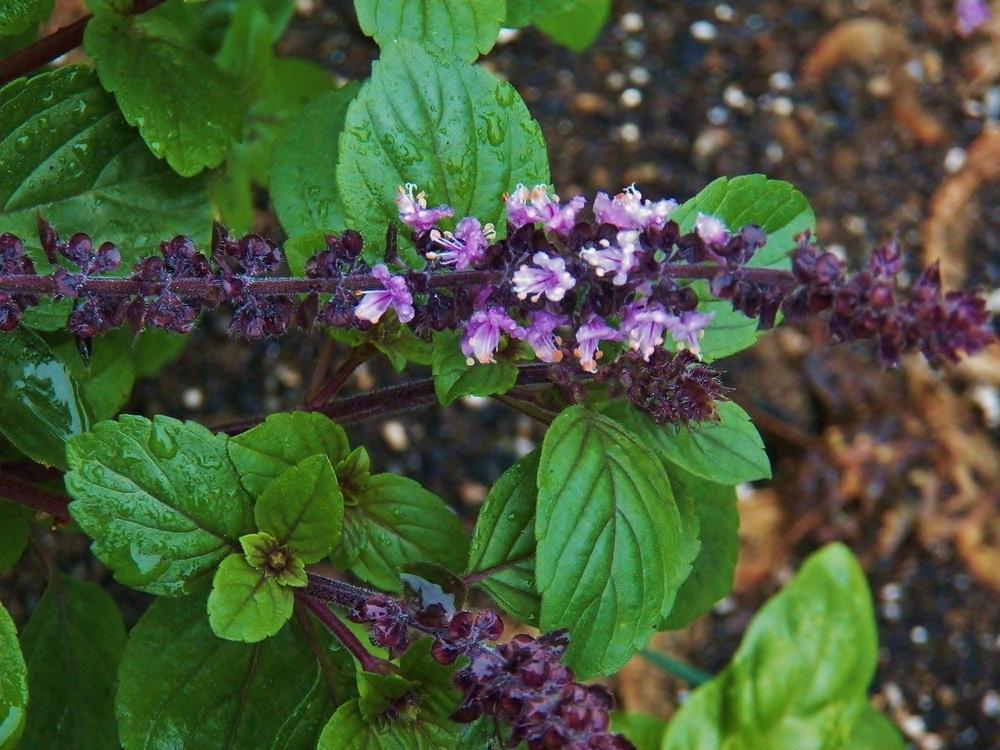 Photo of the bloom of African Blue Basil (Ocimum 'African Blue') posted