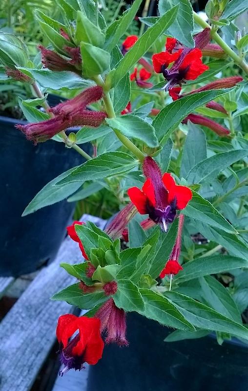 Photo of the bloom of Bat Face Cuphea (Cuphea 'Firecracker') posted by