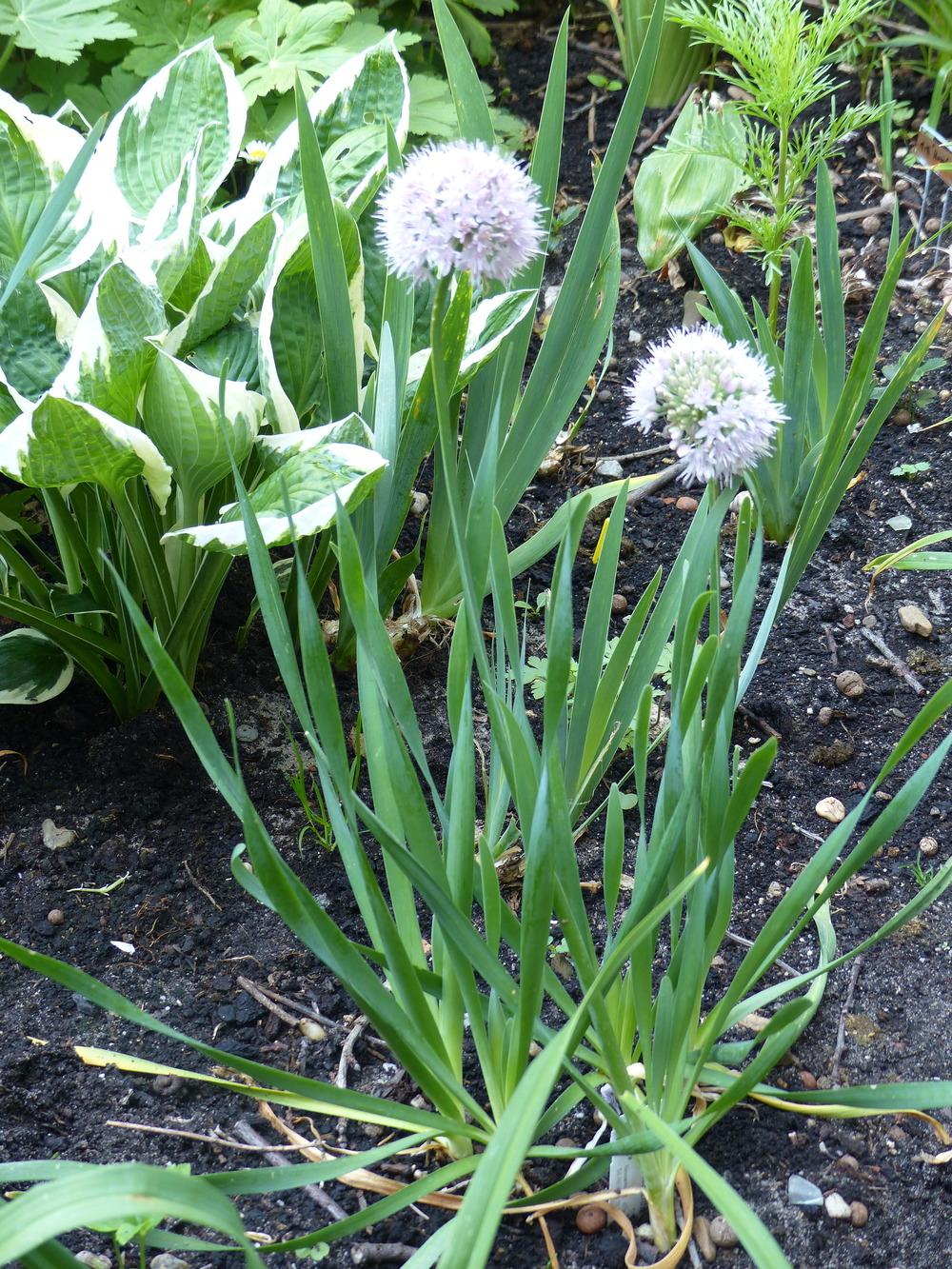 Photo of the entire plant of Siberian Garlic Chives (Allium nutans