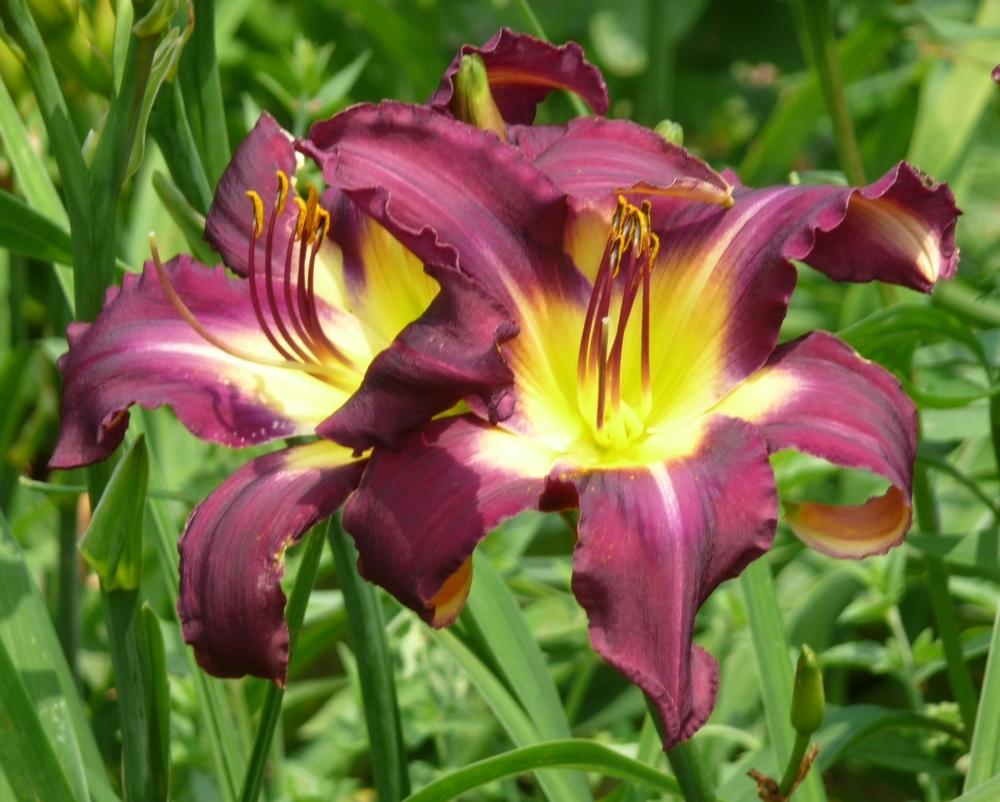 Photo Of The Bloom Of Daylily Hemerocallis Black Falcon