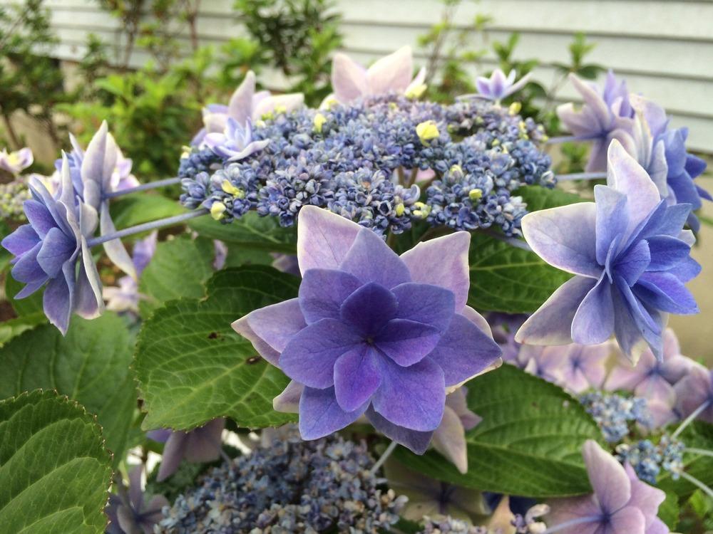Photo of the bloom of Hydrangea (Hydrangea macrophylla Double Delights