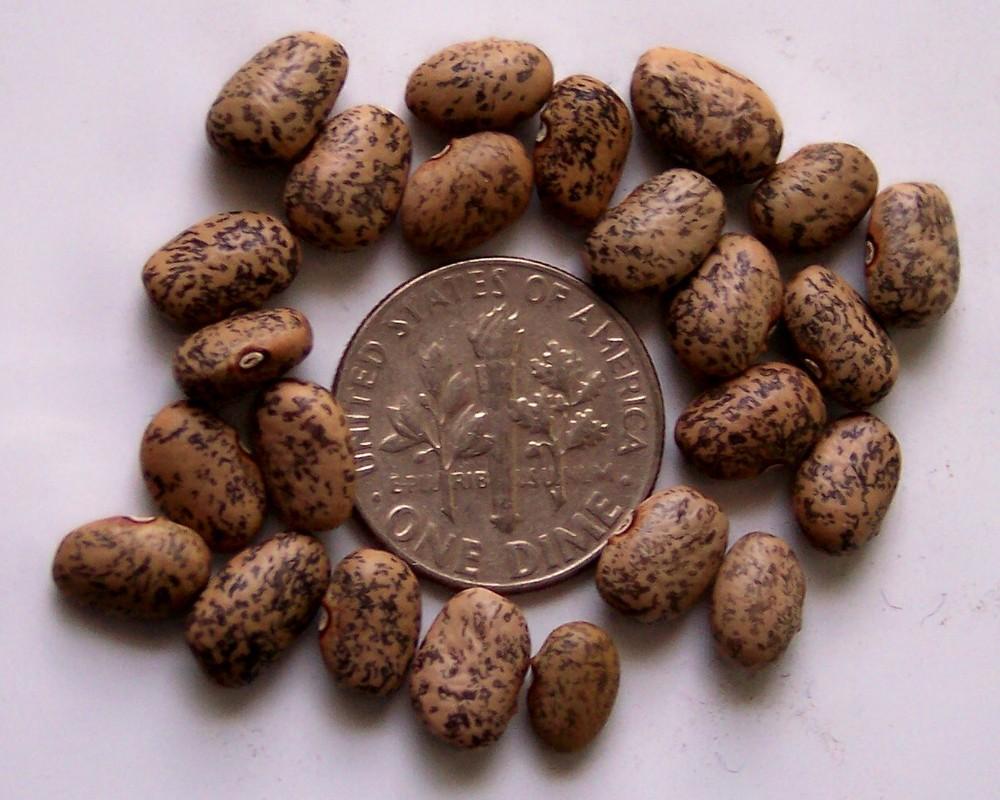 Brown Speckled Tepary Bean Phaseolus acutifolius 10 seeds Outdoor