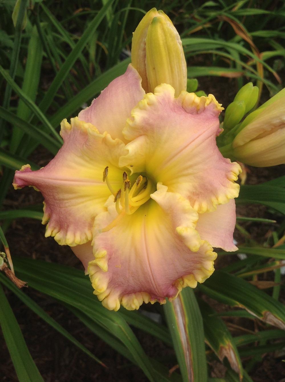 Daylily (Hemerocallis 'Holy Ground') in the Daylilies Database
